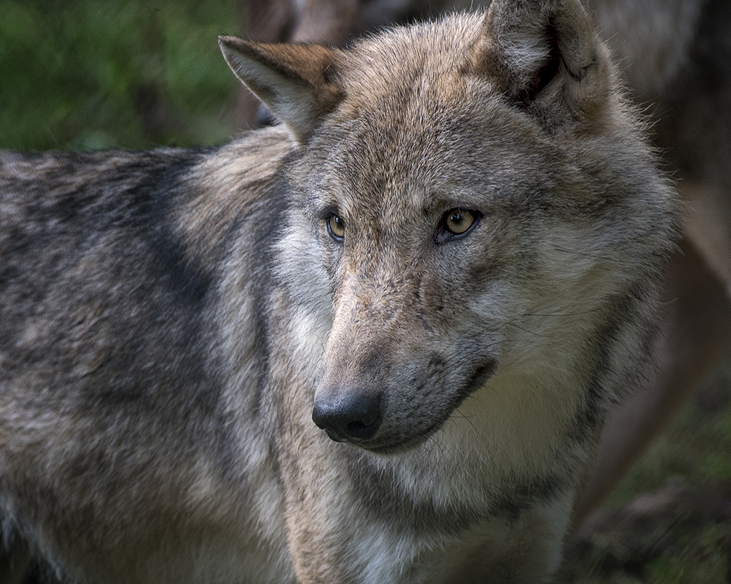 Bayern 08 - 2016_KA71192-1 Kopie.jpg - Im Wolfsgehege habe ich diesen Prachtkerl mit der Kamera erwischt.